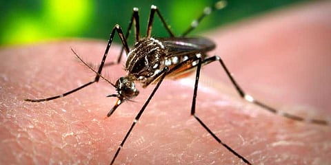 டெங்கு தடுப்பு ஆய்வு: தனியார் கல்லூரிக்கு அபராதம்