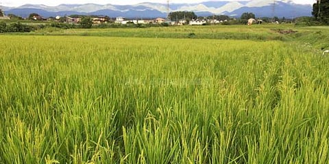 100 ஆண்டுகளுக்கு மேல் விவசாயம்: பட்டா கேட்டு ஆட்சியர் அலுவலகம் முற்றுகை