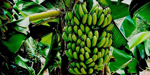 செந்தாலை நோயால் வாழை விவசாயம் பாதிப்பு: விவசாயிகள் வேதனை