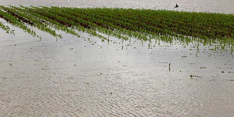 ஓஎன்ஜிசி குழிகளை சரியாக மூடாததால் வாய்க்கால் உடைப்பு: விவசாயிகள் கவலை