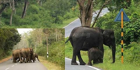சத்தியமங்கலம் வனப்பகுதியில் யானைகள் எண்ணிக்கை உயர்வு