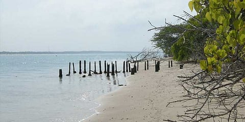 கடலில் மூழ்கிய தென்னை மரங்கள்: சுனாமிக்கு பிறகும் தொடரும் அவலம்