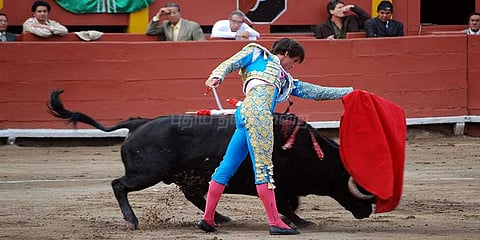 காளைகளை கொல்லும் போட்டி: தடைகோரி போராட்டம்