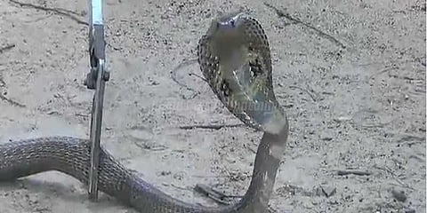 கிராமத்துக்கு படையெடுத்த பாம்புகள்: மக்கள் அதிர்ச்சி