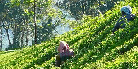 நிலுவைத்தொகை ரூ.37 கோடி வழங்காததால் தேயிலை விவசாயிகள் பாதிப்பு