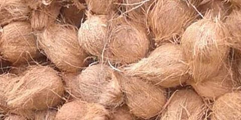 தேங்காய் விலை கடும் உயர்வு