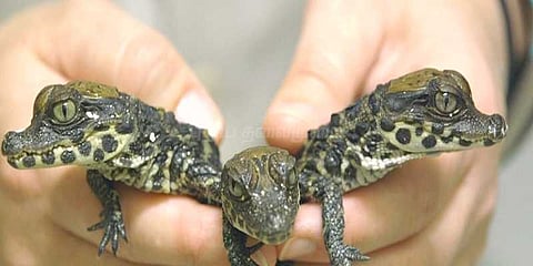 பார்வையாளர்களை கவர்ந்த முதலைக் குட்டிகள்