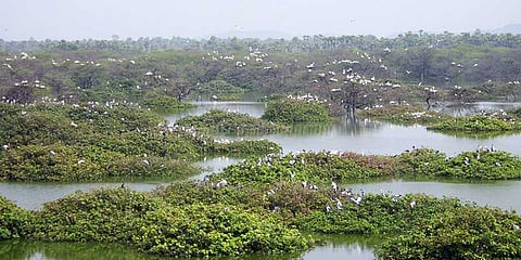 வேடந்தாங்கலில் பறவைகள் வரத்து குறைவு