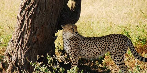 மரம் விட்டு மரம் தாவும் சிறுத்தை : அச்சம் தரும் வீடியோ