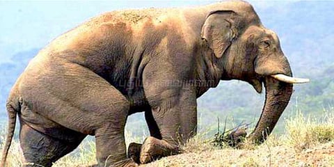 காயத்துடன் தவிக்கும் யானை : கண்கலங்கும் கிராமம்