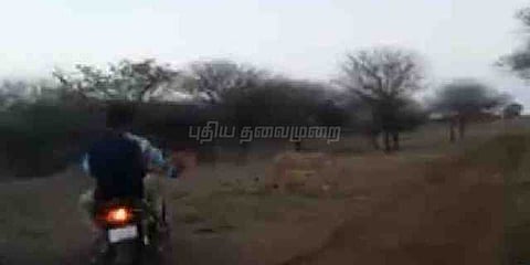 சிங்கத்தை பைக்கில் துரத்திய இளைஞர்கள் கைது!