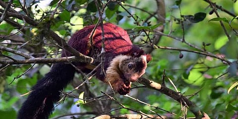 தேக்கடியில் சுற்றுலா பயணிகளை கவரும் மலபார் அணில்கள்