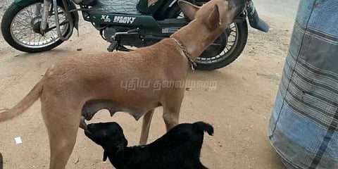 அன்பிற்கும் உண்டோ பாகுபாடு: ஆட்டுக்குட்டிக்கு பால் புகட்டும் நாய்..!