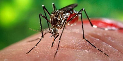 டெங்கு காய்ச்சலுக்கு 5ஆம் வகுப்பு மாணவன் பலி