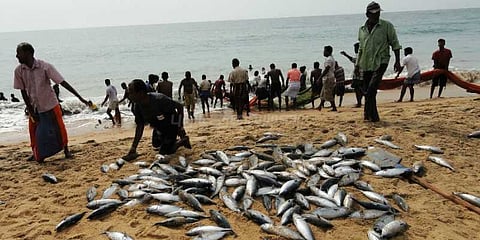 சூரை மீன்கள் விலை வீழ்ச்சி : மீனவர்கள் வருத்தம்