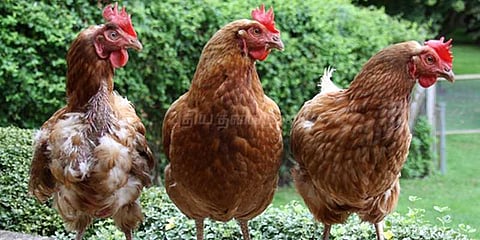 கோழியை சித்ரவதை செய்து கொலை செய்த சிறுவன் கைது