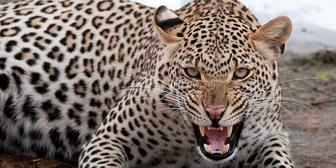 பள்ளியில் புகுந்த சிறுத்தை: வைரலாகும் வீடியோ