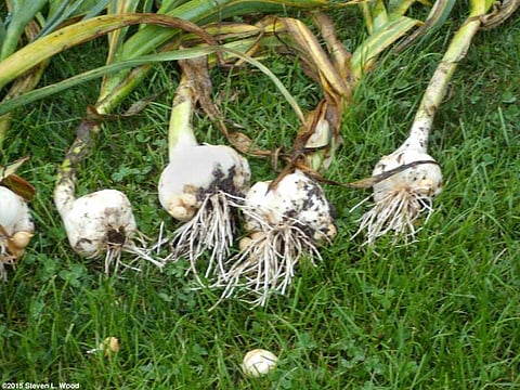 தொடர் மழையால் பூண்டு விளைச்சல் பாதிப்பு