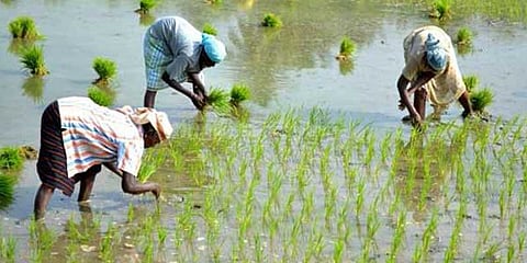 இரண்ட வருடங்களுக்கு பின்னர் சாகுபடி: விவசாயிகள் நம்பிக்கை
