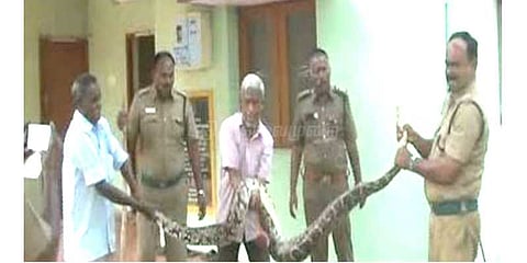சேலத்தில் 15 அடி நீள மலைப்பாம்பு பிடிபட்டது.