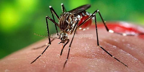 டெங்கு காய்ச்சலால் 8 வயது சிறுமி பலி