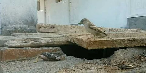 குஞ்சு இறந்தது தெரியாமல் உணவளித்த தாய்க் குருவி