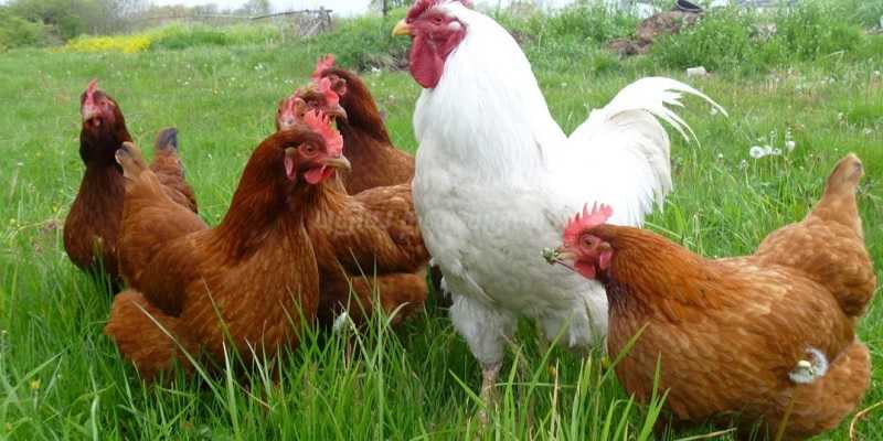 ஓமலூர் சந்தையில் கோழி விற்பனை அமோகம்