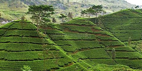 ஊக்குவிப்பு இல்லை: கவலையில் காபி விவசாயிகள்