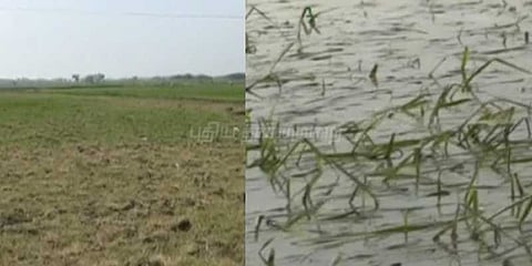 நாகையில் வெள்ளம்... தஞ்சையில் வறட்சி... விவசாயிகள் வேதனை