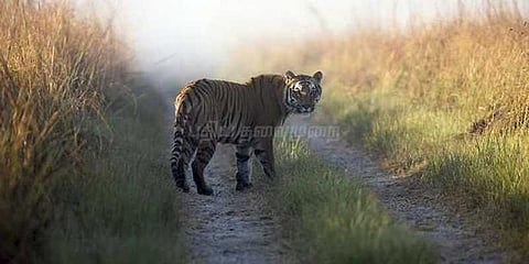 சத்தியமங்கலம் புலிகள் காப்பகத்தில் வனச்சுற்றுலா பூங்கா