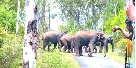 பேருந்தை வழிமறித்த யானை கூட்டம்: அச்சத்துடன் வீடியோ எடுத்த பயணி