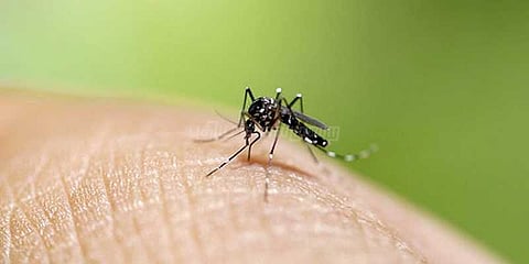 பள்ளிகளில் டெங்கு தடுப்பு நடவடிக்கை: தலைமை ஆசிரியர்களுக்கு அபராதம்