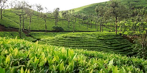 தேயிலை விலை வீழ்ச்சி: காய்கறி பயிரிடும் விவசாயிகள்