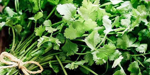 கொத்தமல்லி விலை கடும் வீழ்ச்சி: விவசாயிகள் கவலை