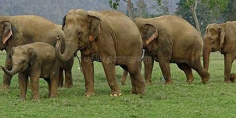 காட்டு யானைகளால் பயிர்கள் நாசம்: விவசாயிகள் வேதனை