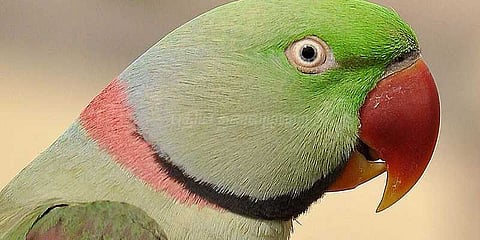 பச்சைக்கிளி வாழ்வதற்காக குளிர்சாதன பெட்டி