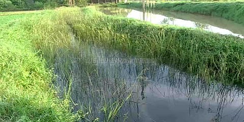 பாசனக் கால்வாயில் கலந்த எண்ணெய் கழிவுகள்: விவசாயிகள் குற்றச்சாட்டு