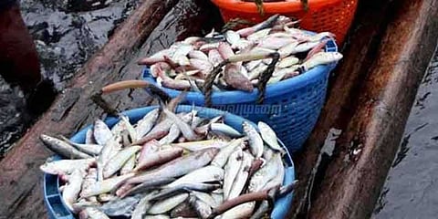 கோடியக்கரையில் மீன்கள் வரத்து அதிகரிப்பு