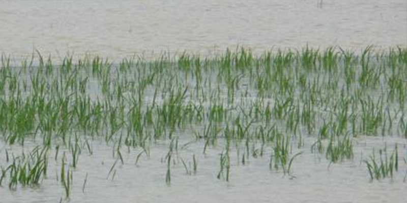 வெள்ள நீரால் 10,000 ஏக்கர் பயிர்கள் நாசம்: விவசாயிகள் கவலை