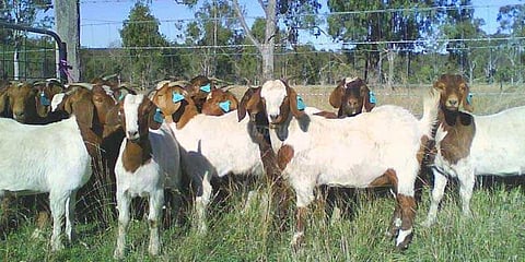 ஜி.எஸ்.டி-யால் விற்பனை குறைவு: தோல் வியாபாரிகள் வேதனை