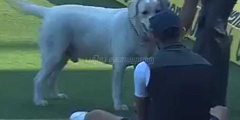 நாயுடன் விளையாடிய கோலி: வைரலாகும் வீடியோ