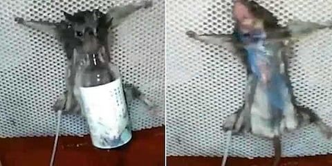 கொடூரமான முறையில் எலியை கொன்ற நபர் : வைரலாகும் வீடியோ