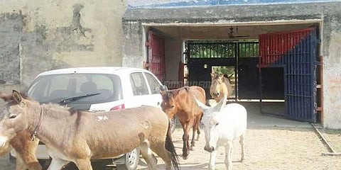 கழுதைகளை சிறை வைத்த உ.பி. காவல்துறை