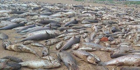 அடையாற்றின் கரையோரம் இறந்து மிதக்கும் மீன்கள்