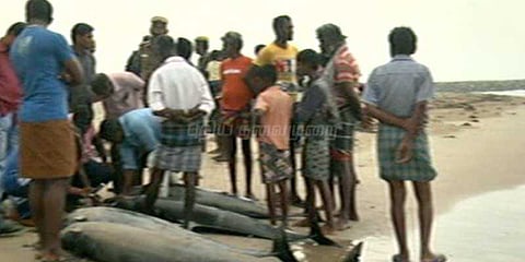 கொத்து கொத்தாக கரை ஒதுங்கிய டால்பின்கள்