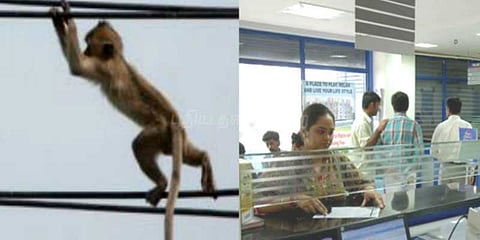 வங்கி அலாரத்தை இழுத்த குரங்கு: கொள்ளை என பொதுமக்கள் பீதி