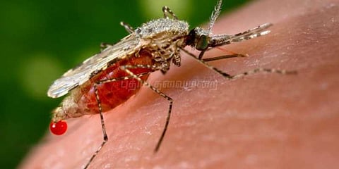 இந்தியாவில் மலேரியா அதிகம்: அதிர்ச்சி தகவல்