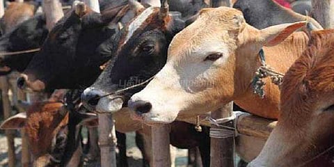இறைச்சிக்காக மாடுகள் விற்க தடை சட்டத்தை திரும்பப் பெறுகிறதா மத்திய அரசு?
