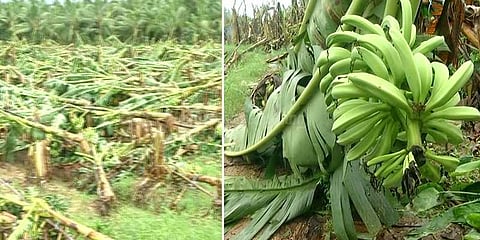 சூறைக்காற்றால் ஆயிரக்கணக்கான வாழைகள் நாசம்