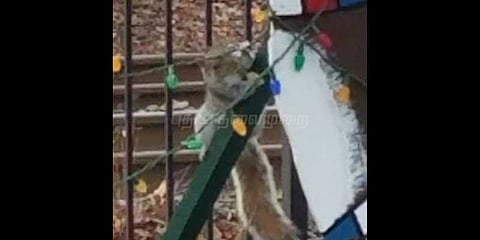 குற்ற செயலில் ஈடுபட்ட அணில் கைது!